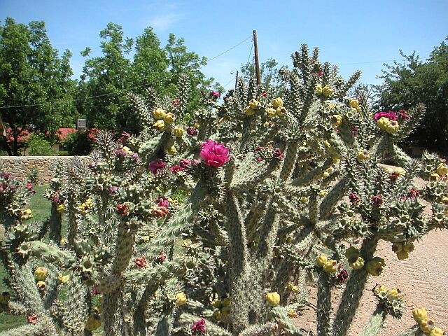 Cactus.jpg (138206 bytes)